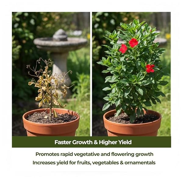 Trioxi GrowFast | Chemical Supplier in UAE